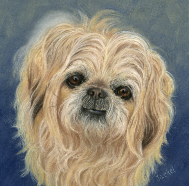 Dog portrait suzy-pug mix